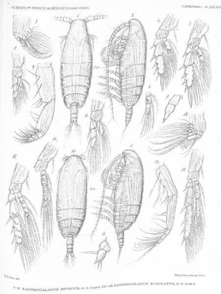 Xanthocalanus muticus Xanthocalanus muticus