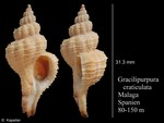 Gracilipurpura craticulata