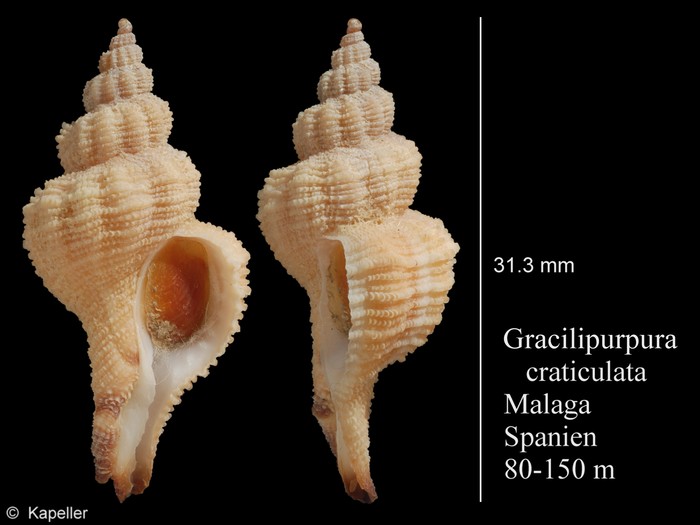 Gracilipurpura craticulata