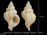 Hirtomurex squamosus