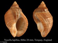 Nucella lapillus