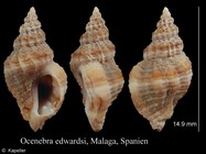 Ocenebra edwardsii