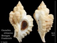 Ocenebra erinaceus