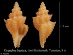 Ocenebra baetica