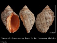 Stramonita haemastoma