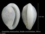 Granulina minusculina