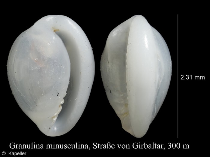 Granulina minusculina