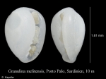Granulina melitensis