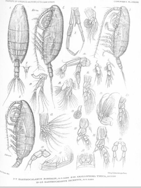 Xanthocalanus incertus Xanthocalanus incertus