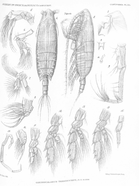 Onchocalanus trigoniceps Onchocalanus trigoniceps