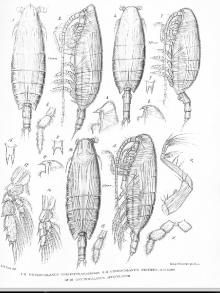 Onchocalanus cristatus Onchocalanus cristatus