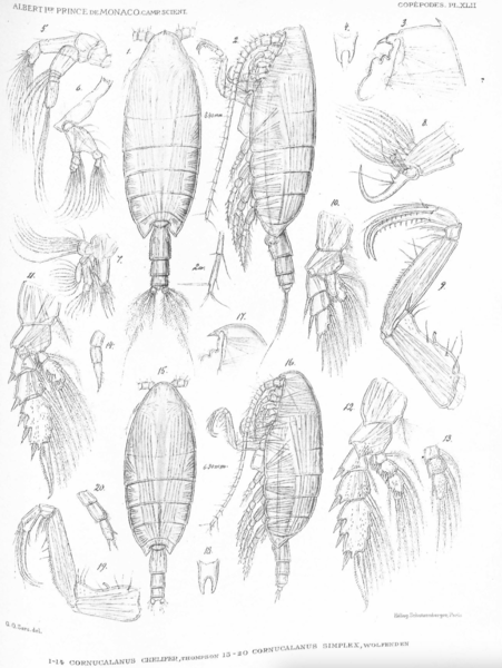 Cornucalanus chelifer Cornucalanus chelifer