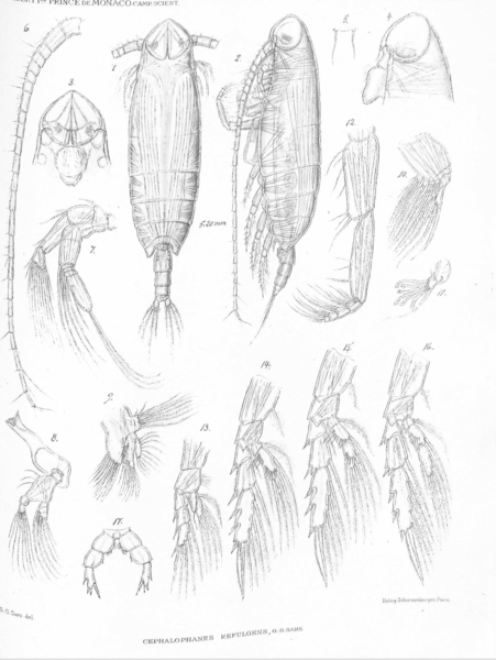Cephalophanes refulgens Cephalophanes refulgens