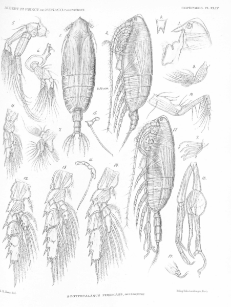 Scottocalanus persecans Scottocalanus persecans