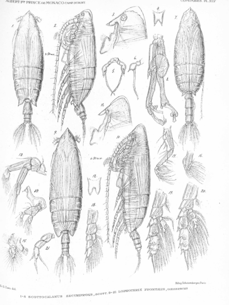 Scottocalanus securfrons Scottocalanus securfrons