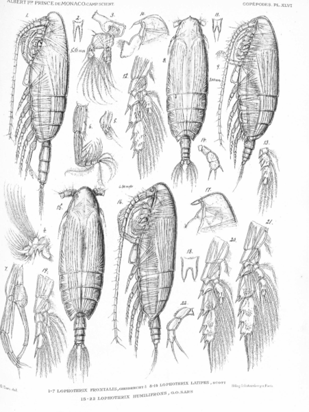 Lophothrix frontalis Lophothrix frontalis