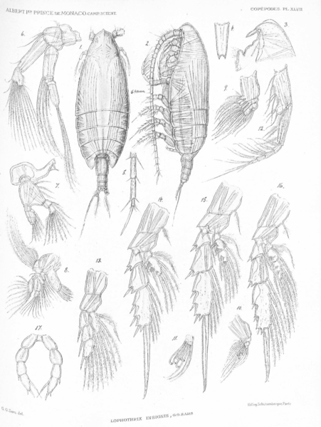 Lophothrix insignis Lophothrix insignis