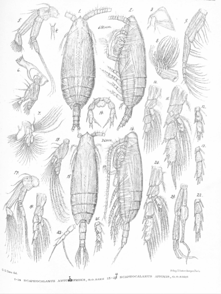 Scaphocalanus affinis Scaphocalanus affinis