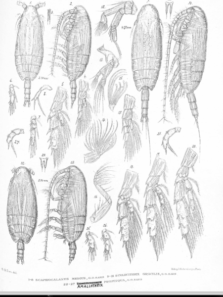 Scaphocalanus medius Scaphocalanus medius