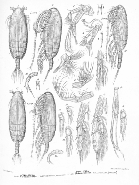Amallothrix emarginata Amallothrix emarginata