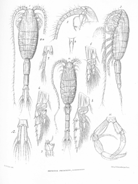 Metridia princeps Metridia princeps