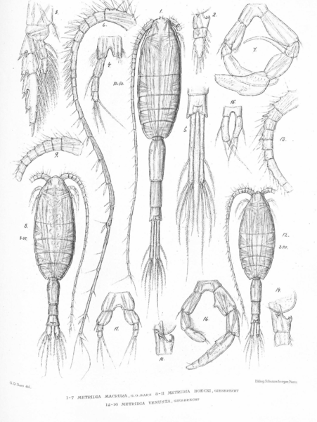 Metridia macrura Metridia macrura