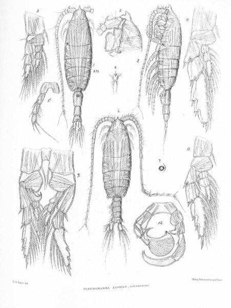 Pleuromamma xiphas Pleuromamma xiphas