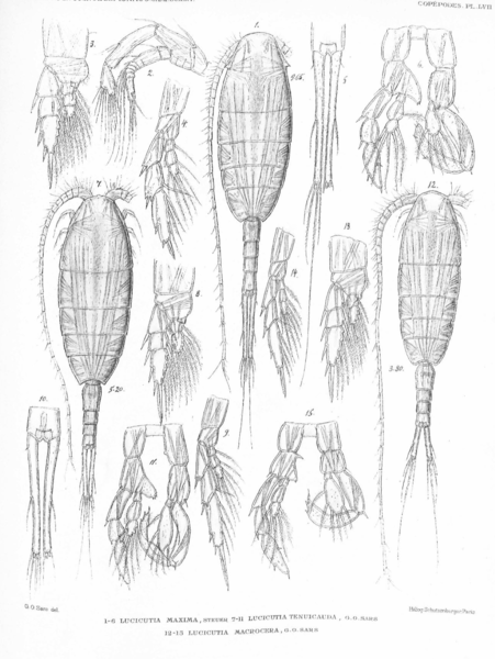 Lucicutia tenuicauda Lucicutia tenuicauda