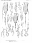 Copepoda