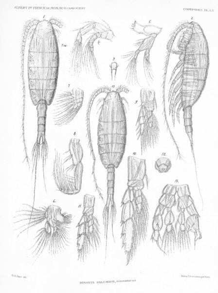 Disseta palumbii Disseta palumbii