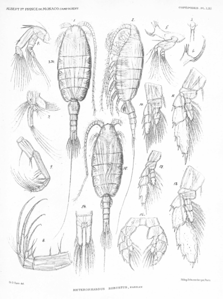 Heterorhabdus robustus Heterorhabdus robustus