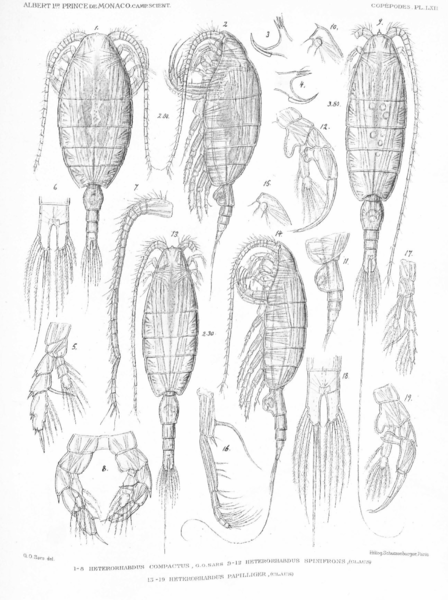 Heterorhabdus spinifrons Heterorhabdus spinifrons