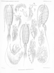 Heterorhabdus grimaldii