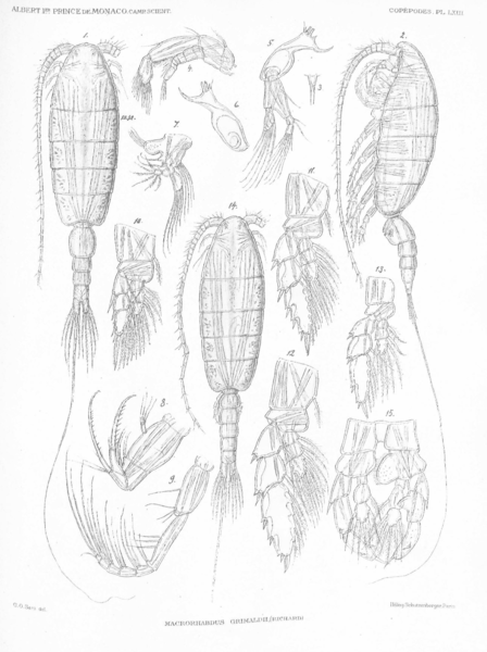 Heterorhabdus grimaldii Heterorhabdus grimaldii