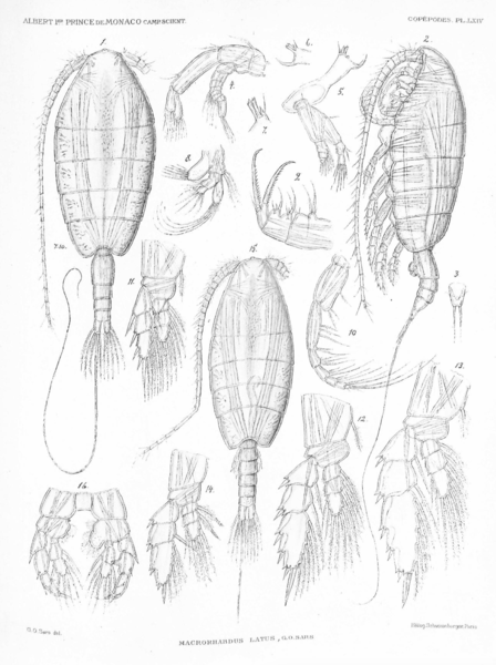 Heterorhabdus latus Heterorhabdus latus