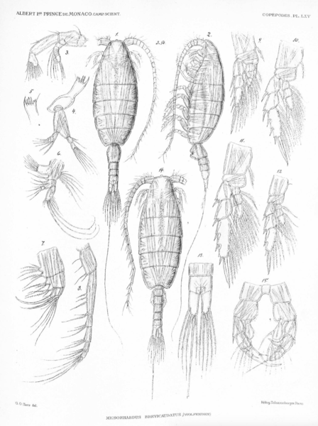 Mesorhabdus brevicaudatus Mesorhabdus brevicaudatus