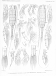 Copepoda