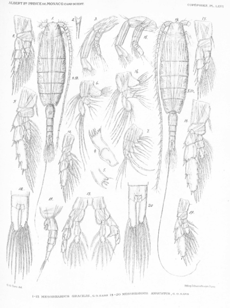 Mesorhabdus angusuts Mesorhabdus angusuts