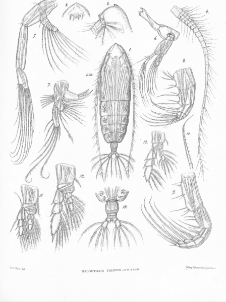 Haloptilus validus Haloptilus validus