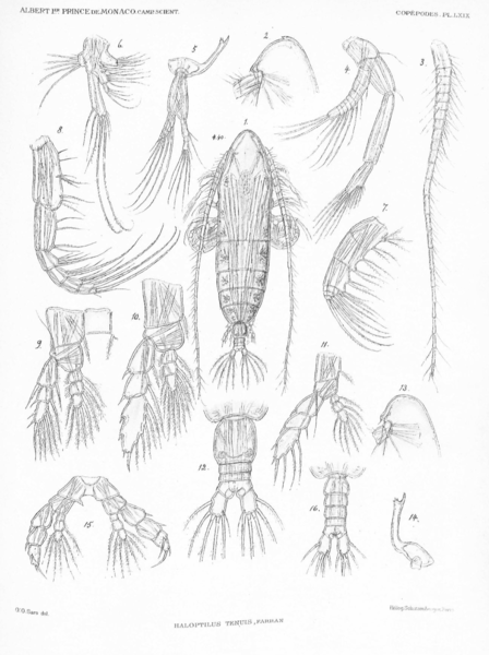 Haloptilus tenuis Haloptilus tenuis