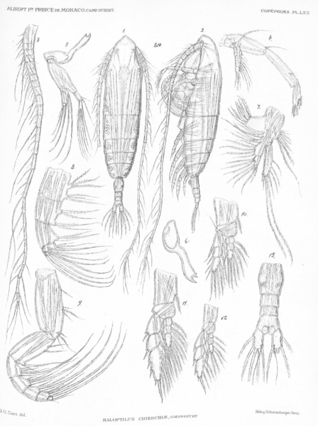 Haloptilus chierchiae Haloptilus chierchiae
