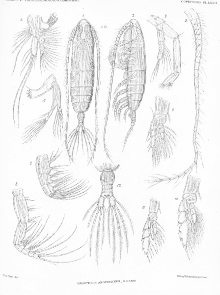 Haloptilus angusticeps Haloptilus angusticeps