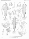 Copepoda
