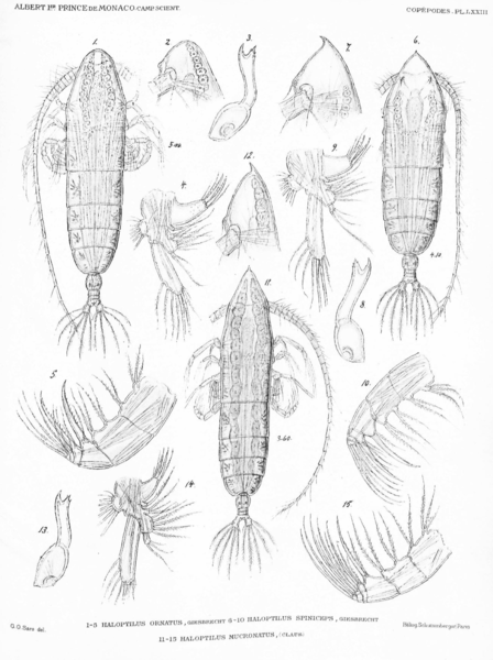 Haloptilus spiniceps Haloptilus spiniceps
