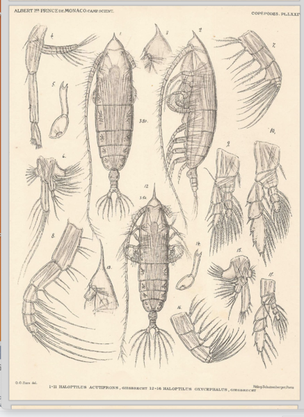 Haloptilus acutifrons Haloptilus acutifrons