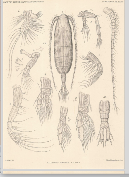 Haloptilus fucataus Haloptilus fucataus