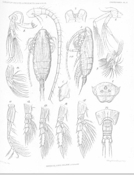 Mimocalanus major Mimocalanus major
