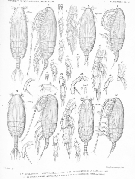 Scolecithricella arcuata Scolecithricella arcuata