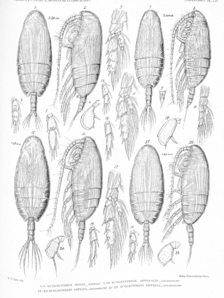 Scolecithrix abyssalis Scolecithrix abyssalis