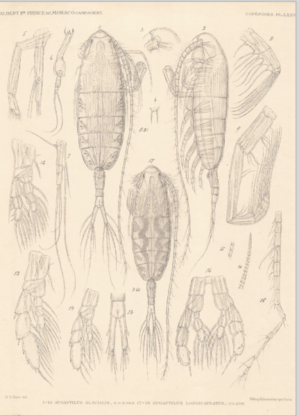 Augaptilus glacialis Augaptilus glacialis